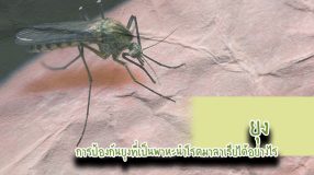 ยุง การป้องกันยุงที่เป็นพาหะนำโรคมาลาเรียได้อย่างไร